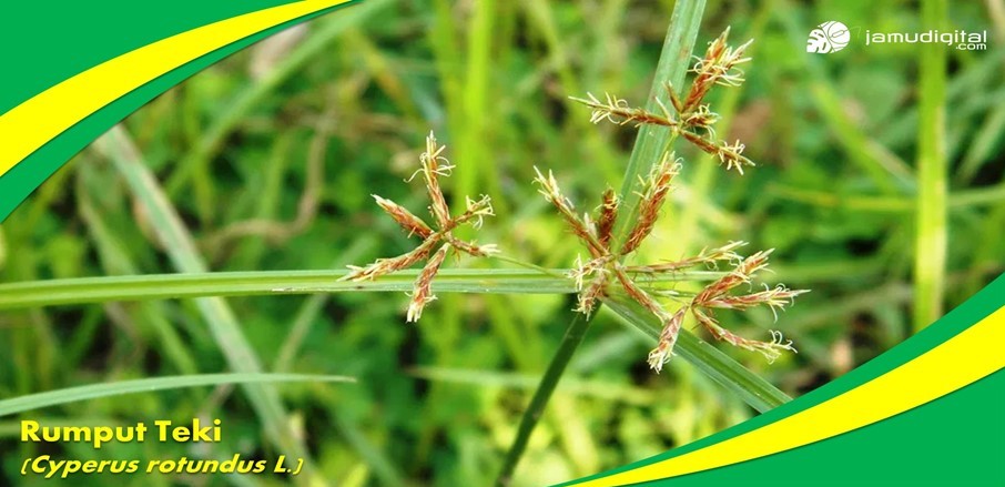 Mengobati Luka dengan Rumput Teki